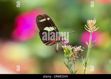 Close up of butterfly (Heliconius cydno) galanthus on a flower, Amazon, Brazil Stock Photo