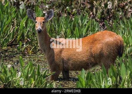 Close up of a Marsh deer in the swamp, Pantanal, Brazil Stock Photo