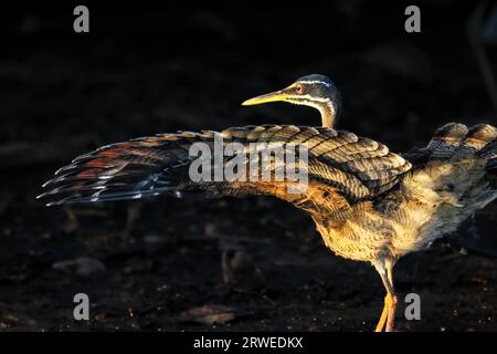 Beautiful Sunbittern spreading its wings in the golden afternoon light, Pantanal, Brazil Stock Photo