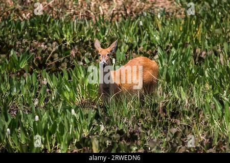 Marsh deer in the swamp, Pantanal, Brazil Stock Photo