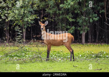 Marsh deer in the swamp, Pantanal, Brazil Stock Photo