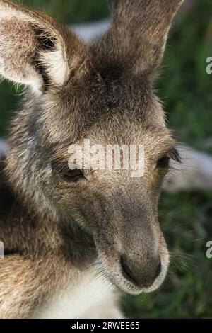 Portrait of a Pretty face or whiptail wallaby resting in the grass, Carnarvon Gorge, Queensland, Aus Stock Photo