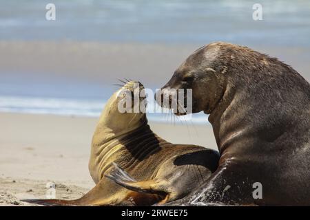 Couple of Australian sea lion in love on the beach, Seal Bay, Kangaroo Island, South Australia Stock Photo