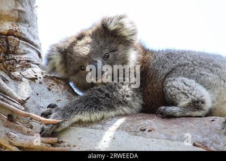 Koala resting in the shadow on an eucalyptus tree, facing, Great Otway National Park, Victoria, Aust Stock Photo