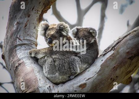Koala mother with baby joey on its back sitting in a eucalyptus tree, facing, Great Otway National P Stock Photo