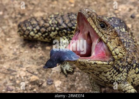 Close up of a Blue tongued or shingleback skink showing its tongue, South Australia Stock Photo