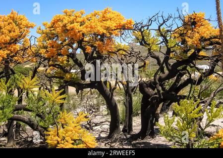Christmas trees in bloom, Cape le Grand National Park, Western Australia Stock Photo