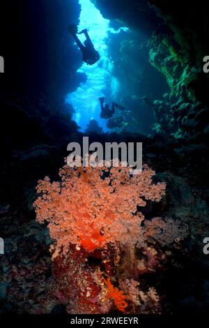 Hemprich's tree coral (Dendronephthya hemprichi) in a cave, diver in the background, St Johns Caves dive site, Saint Johns Reef, Red Sea, Egypt Stock Photo