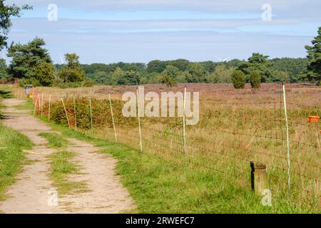 Fence for sheep grazing, Westrup Heath in bloom, Haltern am See, Muensterland, North Rhine-Westphalia, Germany Stock Photo