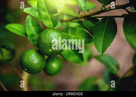 limes tree in the garden are excellent source of vitamin C.Green organic lime citrus fruit hanging on tree. Stock Photo