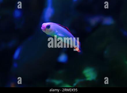 Elegant firefish Stock Photo