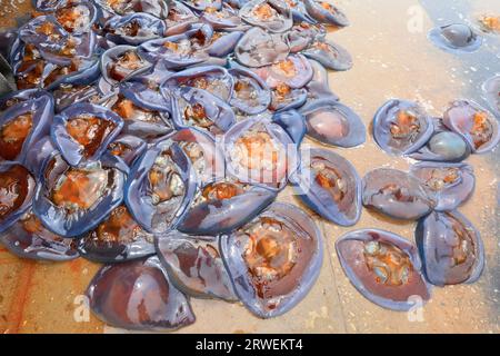 Jellyfish skin piled up on the cement floor in a seafood processing plant, North China Stock Photo