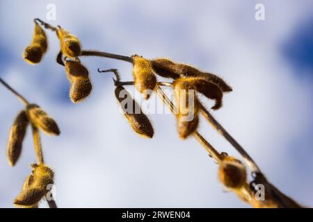 ripe soybean pods on the agricultural field ready to harvest and sky as background. Photo with selective focus and copy space. Stock Photo