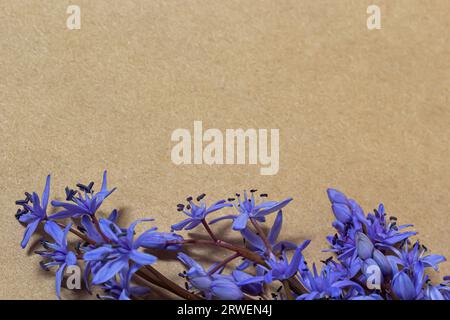 Spring blue flowers of Scilla bifolia on old yellow paper background with blank space for text. Floral frame for greeting or invitation. Spring concep Stock Photo