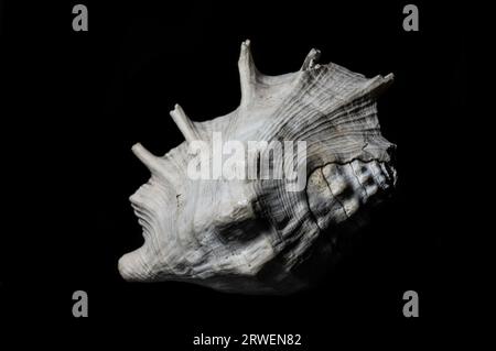 Large old spider conch seashell on dark background Stock Photo