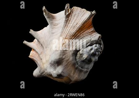 Large old spider conch seashell on dark background Stock Photo