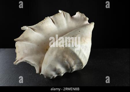 Large old spider conch seashell on dark background Stock Photo