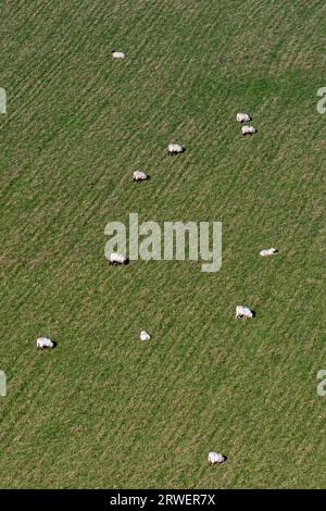 A full frame photograph looking down at sheep grazing in the South Downs Stock Photo