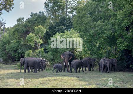 A herd of wild elephants move out of bushland to graze on grassland within Kaudulla National Park at Galoya in Sri Lanka. Stock Photo