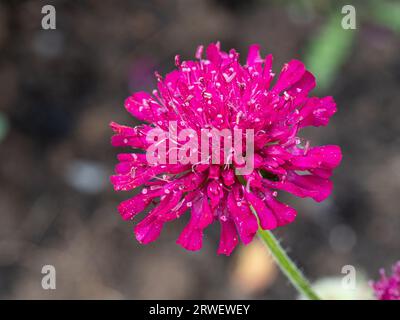 A single deep ink pin cushion flowerhead of Knautia macedonica Stock Photo