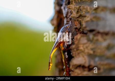 Tree sap, resin, exuding from a Cherry Tree, Prunus, resembling the shape of an elephants trunk, gummosis Stock Photo