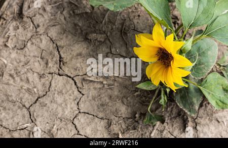 alone sunflower. dry soil of a barren land and single growing yellow and green plant. summer or spring one flower. Stock Photo