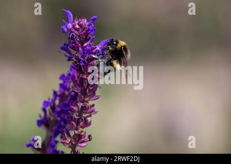 Close up of a bumble bee pollinating in a lavender field. selective soft focus Stock Photo