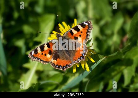 Small tortoiseshell (Aglais urticae) butterfly on a yellow flower among green plants Stock Photo