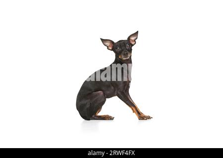 One obedient dog, miniature Pinscher sitting isolated over white color studio background. Side view. Purebred Prague ratter posing. Stock Photo