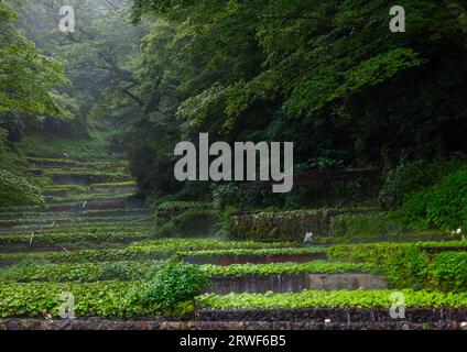 Cultivation of wasabi crops in the hills, Shizuoka prefecture, Ikadaba, Japan Stock Photo