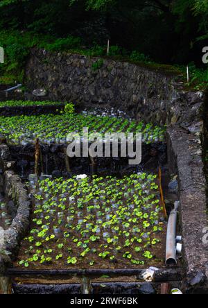 Cultivation of wasabi crops, Shizuoka prefecture, Ikadaba, Japan Stock Photo