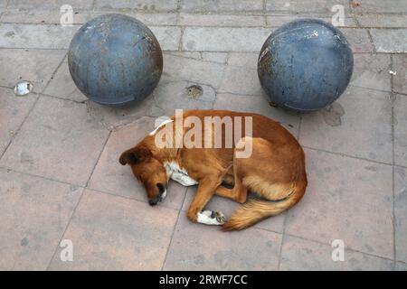 Stray dog in Morocco. Dog sleeping on the sidewalk in Marrakech. Stock Photo