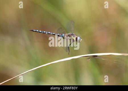 Migrant hawker dragonfly in flight Stock Photo