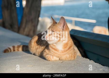 Adorable young ginger tabby cat lying on boardwalk on sunny summer day Stock Photo
