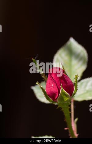 Closeup of a red pitimini rosebud that has an insect on its petals. Dark background with copy paste Stock Photo