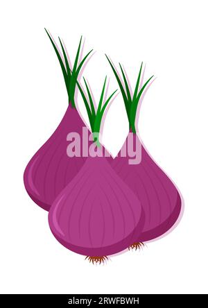Vector illustration of red onion fresh vegetable. Delicious healthy food Stock Vector