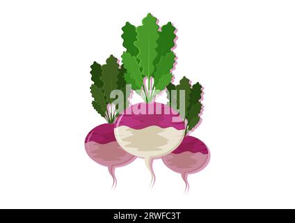 Vector illustration of turnip fresh vegetable. Delicious healthy food Stock Vector