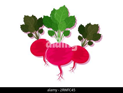 Vector illustration of turnip beetroot fresh vegetable. Delicious healthy food Stock Vector