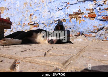 Cute Black and White Street Dog lay sleeping in the Sun, on a Star patterned Path in Chefchaouen, Blue City, Northern Morocco, next to a Red Hydrant Stock Photo