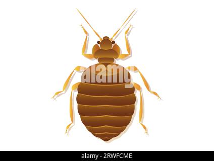 Bed Bug Vector Art Isolated on White Background Stock Vector