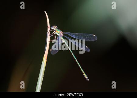 Willow Emerald Damselfly,Chalcolestes viridis. England, UK Stock Photo