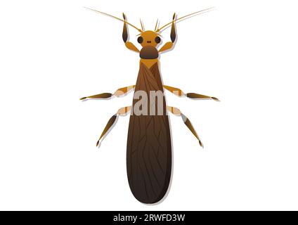 Stonefly Insect Vector Art Isolated on White Background Stock Vector