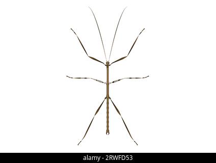 Walkingstick Vector Art isolated on White Background Stock Vector