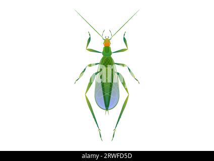 Tree Cricket Vector Art isolated on white background Stock Vector
