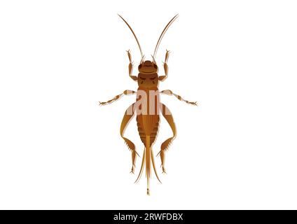 House Cricket Vector Art Isolated on White Background Stock Vector