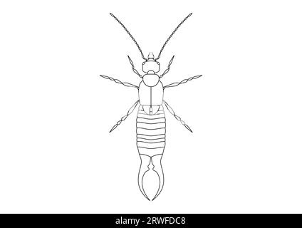 Black and White Earwig Clipart Vector isolated on White Background. Coloring Page of a Earwig Stock Vector