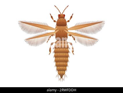 Thrips Insect Vector Art Isolated on White Background Stock Vector