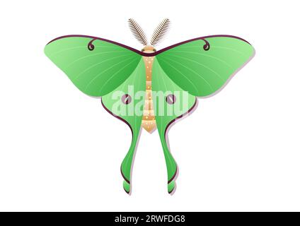 Butterfly Luna Moth Insect Vector Art isolated on White Background Stock Vector