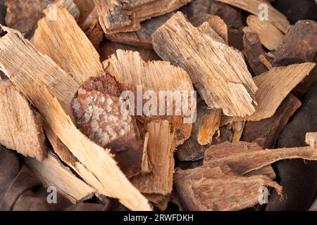 Incense Woods, White Sandalwood, Santalum Album Stock Photo