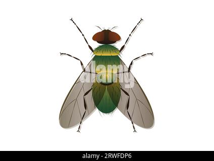 Green Fly Vector Art Isolated on White Background Stock Vector